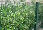 Green Welded Wire Garden Pagar Dekorasi Dengan Lebar 1.5-3.0m pemasok